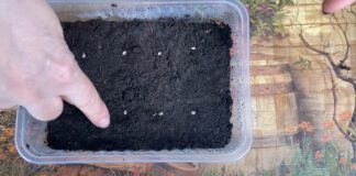 Експерти розповіли, що можна посіяти в листопаді  