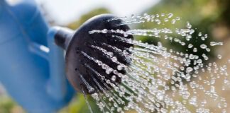 Рецепт простого, але ефективного добрива для рослин