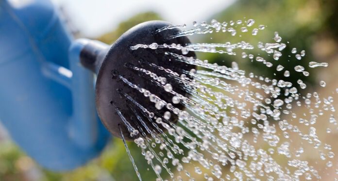 Рецепт простого, але ефективного добрива для рослин Рецепт простого, але ефективного добрива для рослин