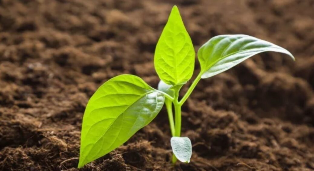 Додала це до ґрунту перед посадкою і моя розсада стійка, як ніколи: рецепт простого добрива для ділянки 