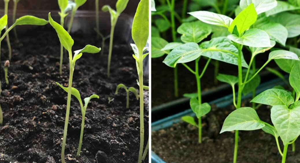 Самі винні, що розсада витягується: робіть це, і проблема зникне, як роса на сонці. Перевірено особисто 