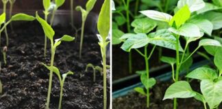 Експерти розповіли, як уникнути витягування розсади