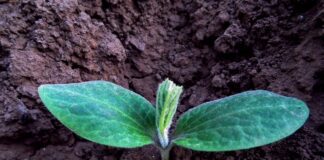 Городник розповів, чим підживити землю замість курячого посліду