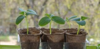 Городник розповів, як слід обробити насіння перед посадкою