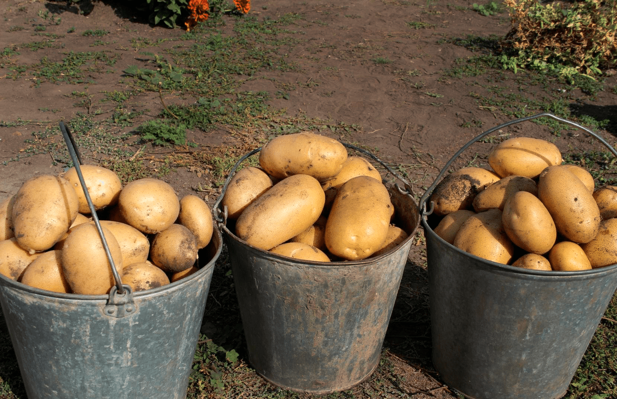 Дачники розповіли, як правильно зберігати картоплю 