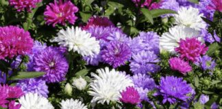 Городники назвали один багаторічник, який прикрашає клумби у саду  