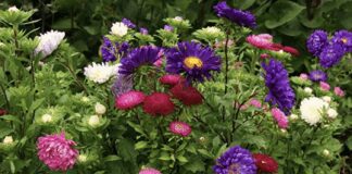 Садівники розповіли, як продовжити цвітіння айстрам, жоржинам, чорнобривцям