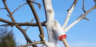 Які дерева не можна білити навесні