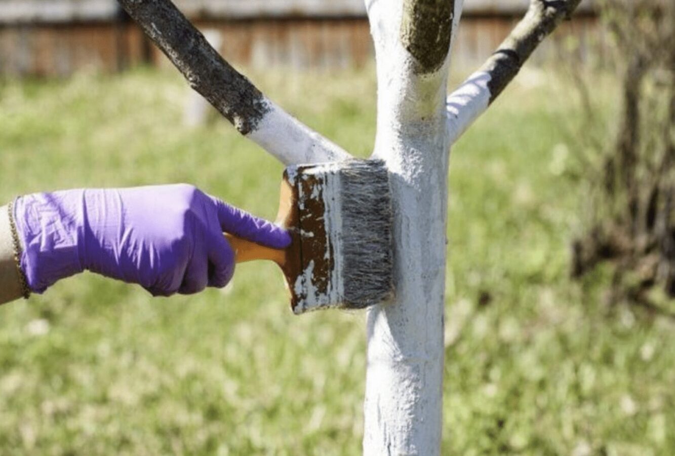 Які дерева не можна білити навесні