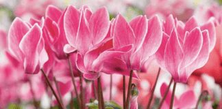 Садівники розповіли, як правильно доглядати за цикламеном