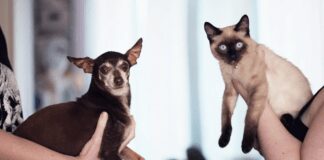 Психологи розповіли, які люди заводять собак, а які – котів