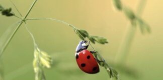 Зоологи розповіли, що за сліди сонечка залишають на тілі людини