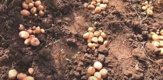 Як та чим правильно обробити картоплю перед посадкою 