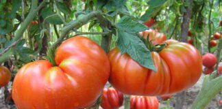 Фермер назвав найкращий сорт помідорів у 2024 для висадки у ґрунт