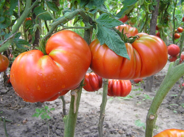 Фермер назвав найкращий сорт помідорів у 2024 для висадки у ґрунт
