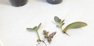 Спробуйте ефективний вкорінювач живців