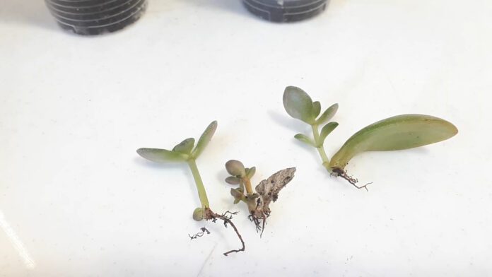 Спробуйте ефективний вкорінювач живців Спробуйте ефективний вкорінювач живців