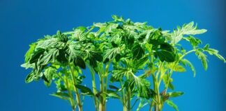 Садівники розкрили простий спосіб підживлення розсади томатів та перцю