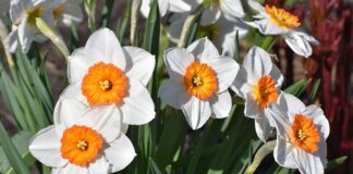 Садівники назвали спосіб захистити нарциси в саду від спеки