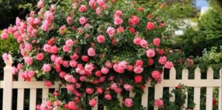 Садівники розповіли, які квіти можна встигнути посадити в липні