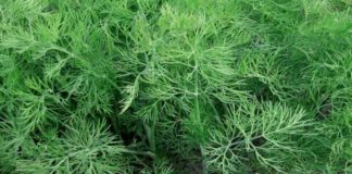 З будь-якого сорта у мене виростають густі пучки кропу