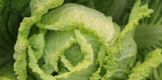 Експерти назвали врожайні дати у травні для посадки капусти