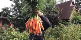 Городники розповіли про найкращий ранній сорт моркви