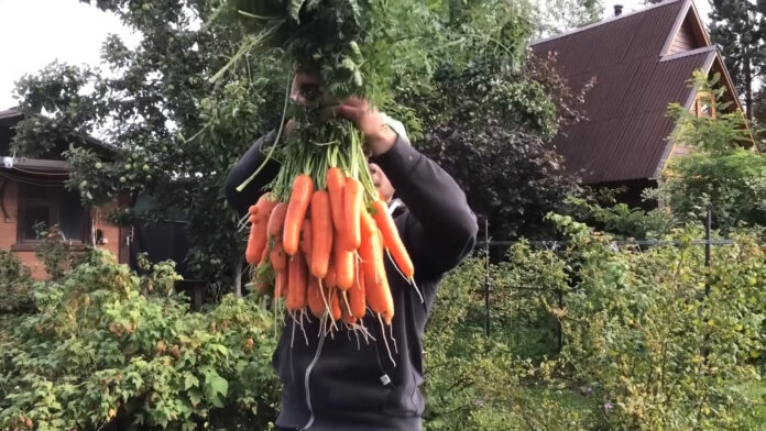 Чим підживити моркву для покращення якості врожаю