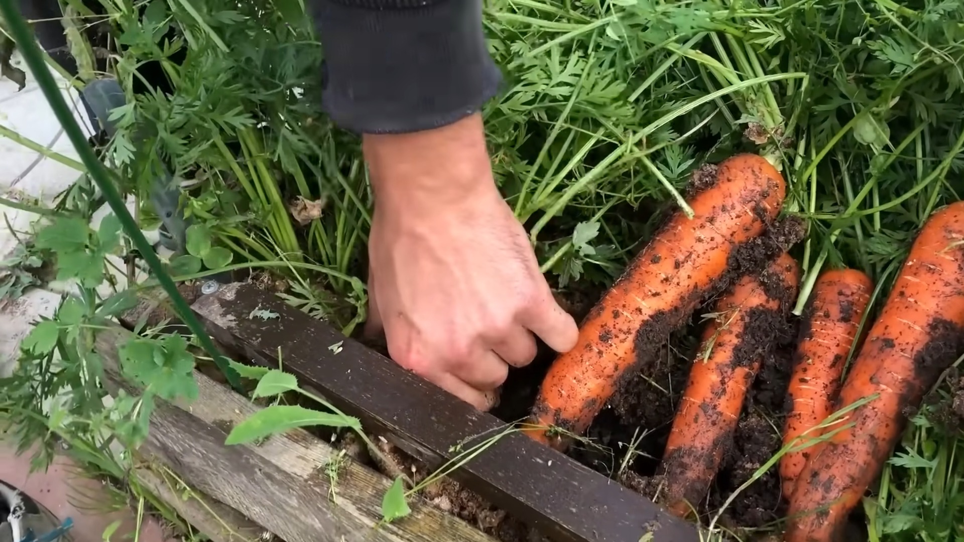 Як збільшити врожай моркви: простий лайфхак