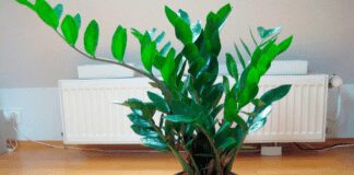 Експерти розповіли про правильний догляд за заміокулькасом