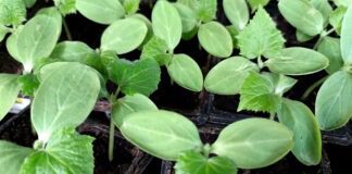 З одного пакетику насіння – мішок врожаю