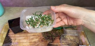 Швидкий спосіб посіву томатів без грунту