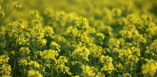 Експерти розповіли, чим корисний сидерат для городу та чому варто використовувати саме гірчицю