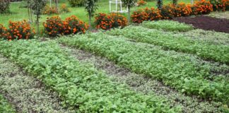 Городники розповіли про три найкращі осінні сидерати