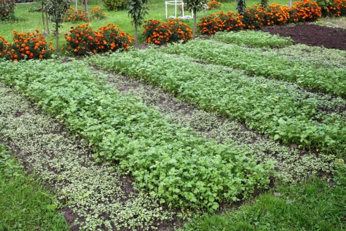 Експерти назвали найкращі сидерати, які допомагають покращити врожай перців і томату в домашніх умовах