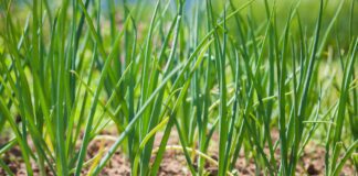 Городники розкрили секрети рекордного врожаю цибулі