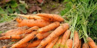 Як підживити моркву, аби вона давала багатий врожай: народні методи 