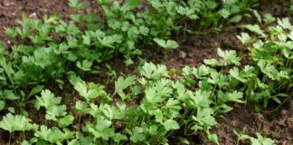 Експерти назвали рослини, які необхідно висадити у відкритий ґрунт у березні