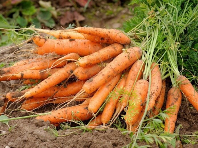 Як підживити моркву, аби вона давала багатий врожай: народні методи 