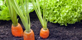 Експерти розповіли, в чому найкраще зберігати коренеплоди 