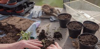 Як зробити укорінювач для розсади