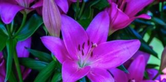 Квітникарі розповіли, чим підживити лілії для довшого цвітіння