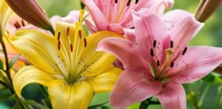 Садівники розповіли, як виростити пишні лілії 