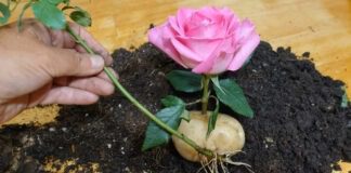 Як посадити квіти з букету в сад