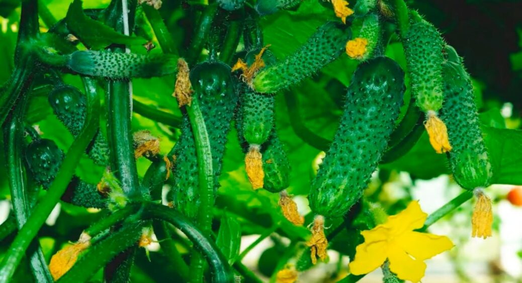 Підживлюю огірки цим копійчаним добривом, і маю море огірків з одного куща: хоч на базар неси, так багато 