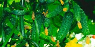 Експерти назвали найврожайніший сорт огірків: десятки кіло з одного куща