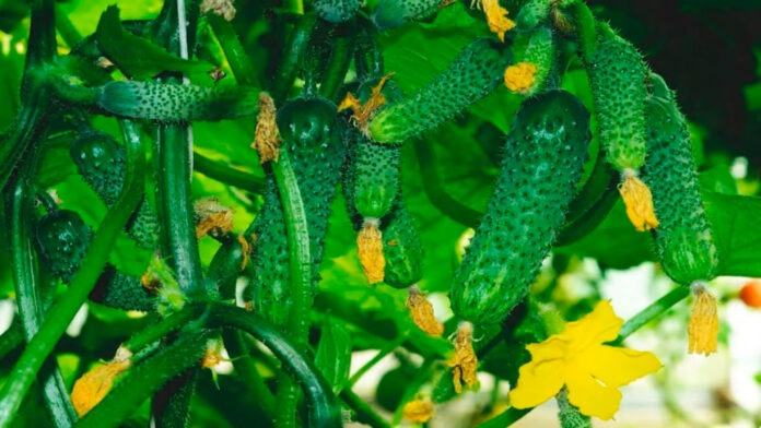 Експерти назвали найврожайніший сорт огірків: десятки кіло з одного куща
