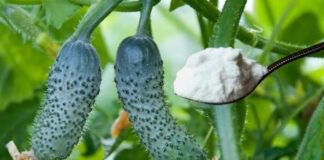 Експерти назвали корисне добриво для огірків