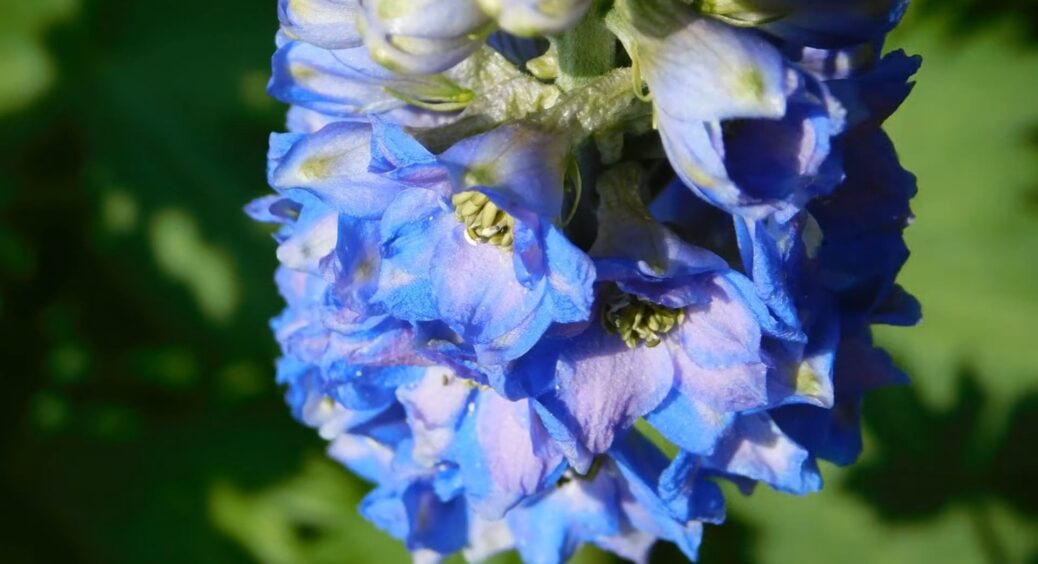 В селі ціла черга зібралась, щоб глянути на мої дельфініуми: висаджую так, що цвітуть аж до морозів 