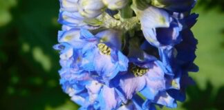 Садівники розповіли, які квіти можна встигнути посадити в липні